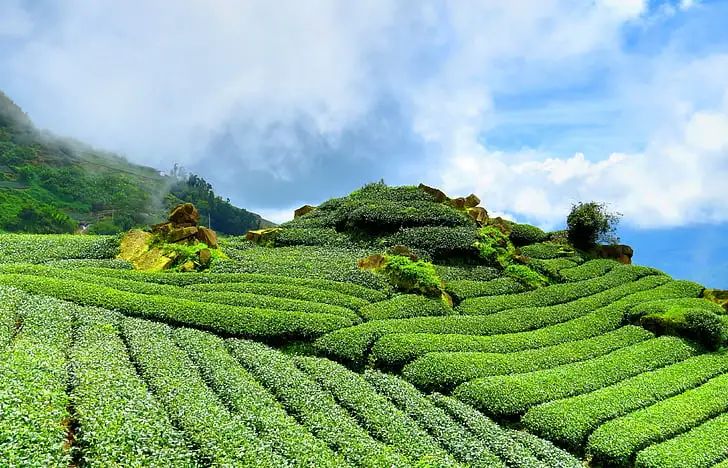 三前茶-社前、明前、雨前